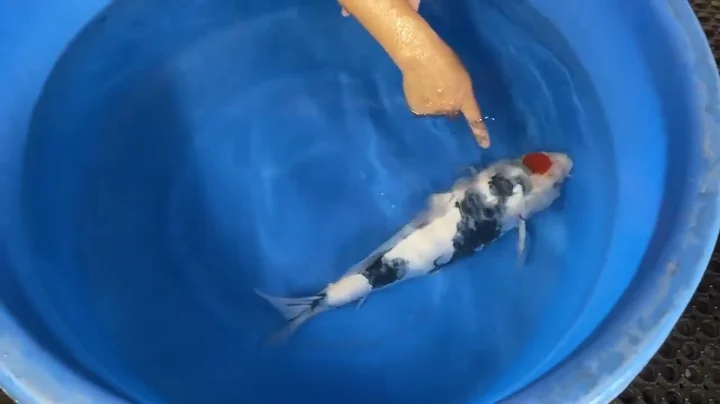 Kodama Showcase Vol. 98 Tancho Showa