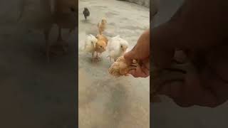 Chicks Growth Journey From 2 Weeks to 2 Months animalshorts chicken babychicks g