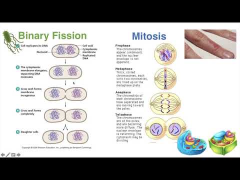 Binary Fission vs Mitosis