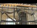 【小諸市動物園】 園内のおサルさん（260912）