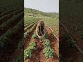 Fushata më e mira në Kosovë!