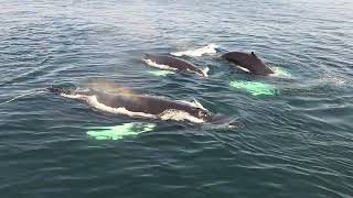 Cape Cod whale watching, 20th May 2026