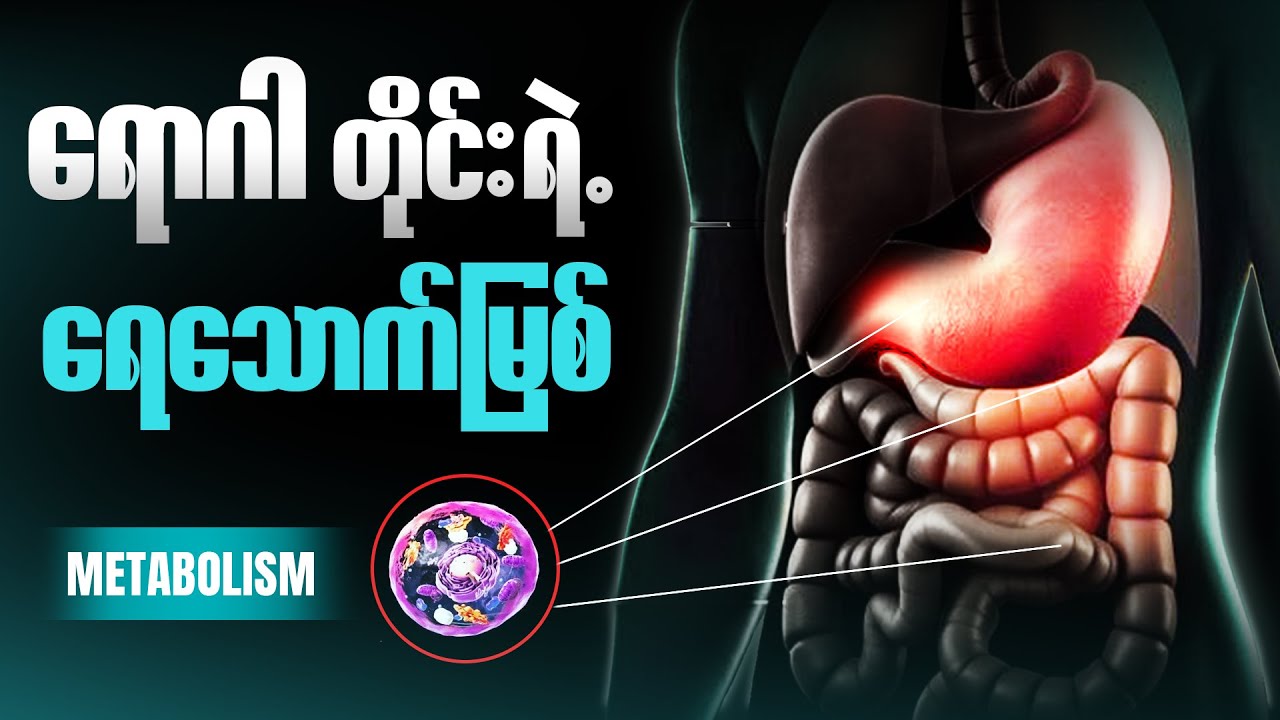 ဝိတ်ချလေ ဝိတ်ပိုတက်လေဖြစ်နေလား | Metabolism ကို နားမလည်သေးလို့ပါ
