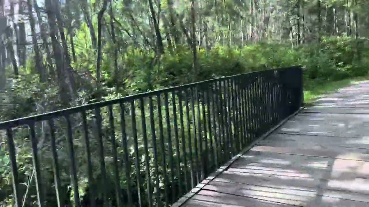 Peaceful Walk in the Heritage Grove. Spruce Grove nature trail  