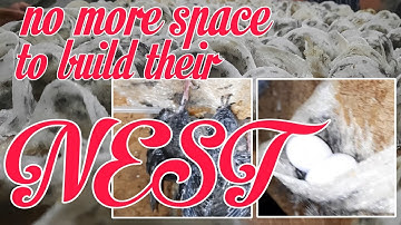 swiftlet farming🇵🇭