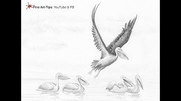 HOW TO DRAW PELICANS - And a true pelican anecdote