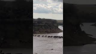 Herd crosses the Mara river during rainfall