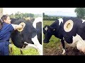 5 VACAS INCREÍBLES QUE TIENES QUE CONOCER