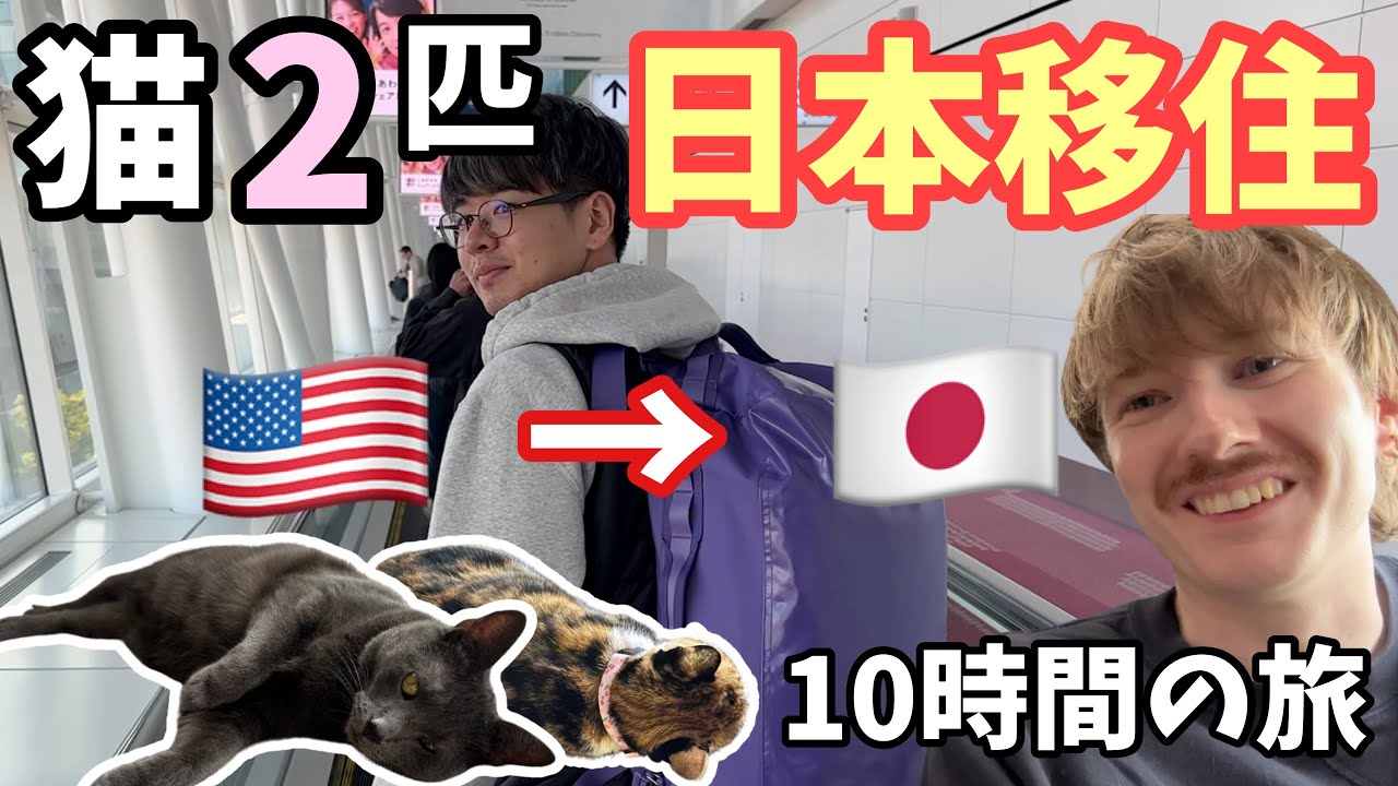 ただいま日本！約6年ぶりに日本に住む私たちの記録【ペットとの引越しは想像の何倍もストレスでした笑】🐈‍⬛🐈・同性カップル