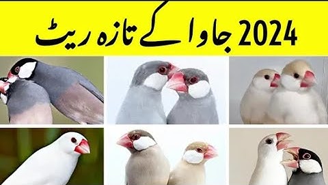 2024 Java Finch Present Rates | Pastel Java Rate | White, Silver, Fawn Java Rates | Java Farming