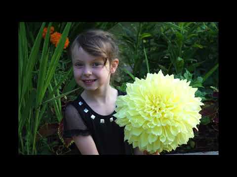 Kids and Dahlias