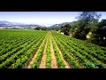 Alexander Valley, Sonoma County, CA - A Peek from Above