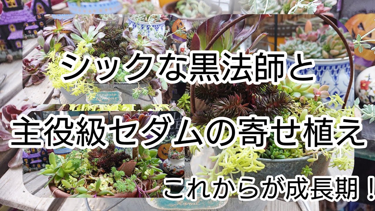 多肉植物]黒法師とセダムの寄せ植え！これから増やせる黒法師 