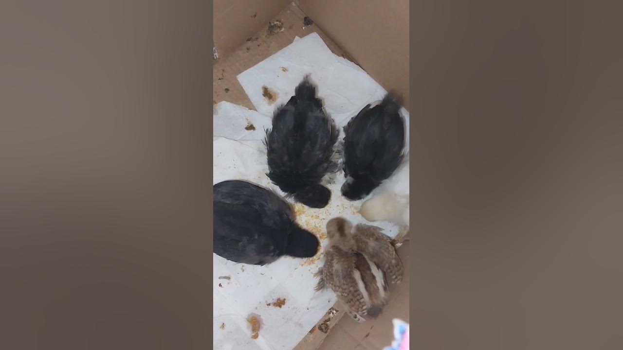 Evde Civciv Beslemek #chicken #cook #civciv #australorp #cochin #