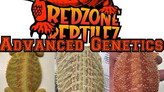 In depth about bearded dragon genetics! Learning about what you are breeding and producing!
