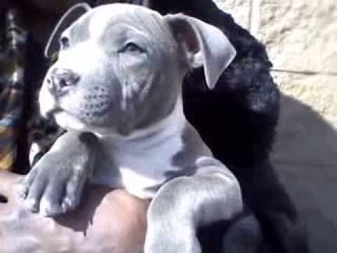 Videos Engracados Perrito Gris Del Pitbull Con Los Ojos Azules Adorable Youtube