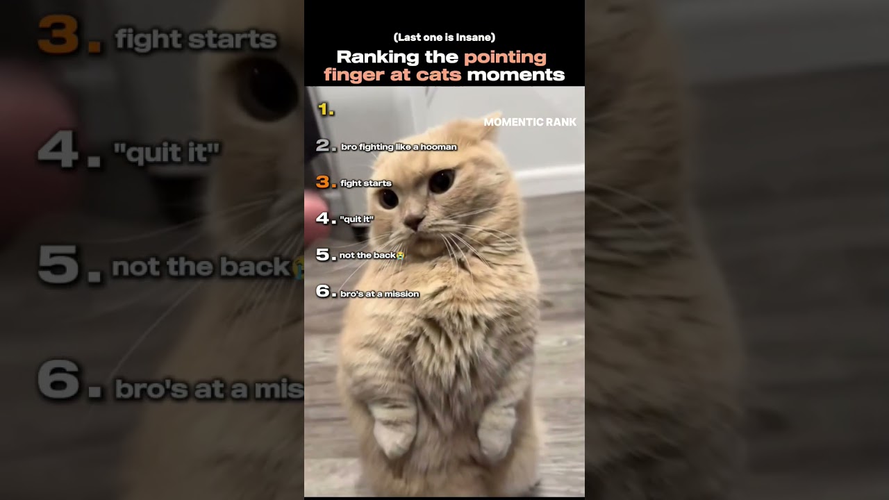 Ranking the pointing finger at cats moments