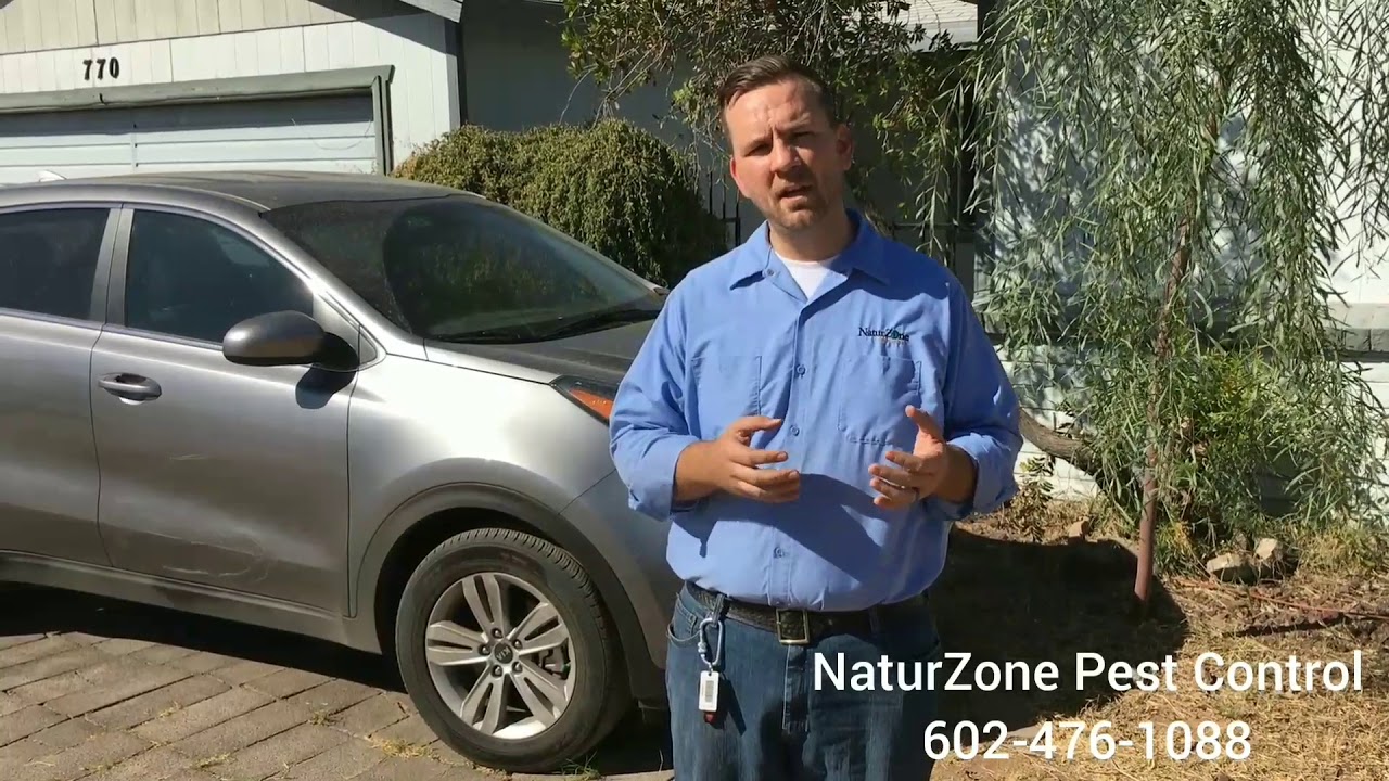 One Way to Prevent Termites!  - Phoenix / Scottsdale Termite Control NaturZone Pest Control