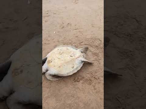 Videó: Csirke teknős