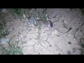 Kangaroo mouse encounter!!!