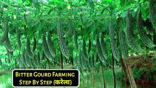 Karela ki kheti | Bitter gourd farming | karele ki kheti | Hybrid  करेला बीज, करेला की खेती, Unnat