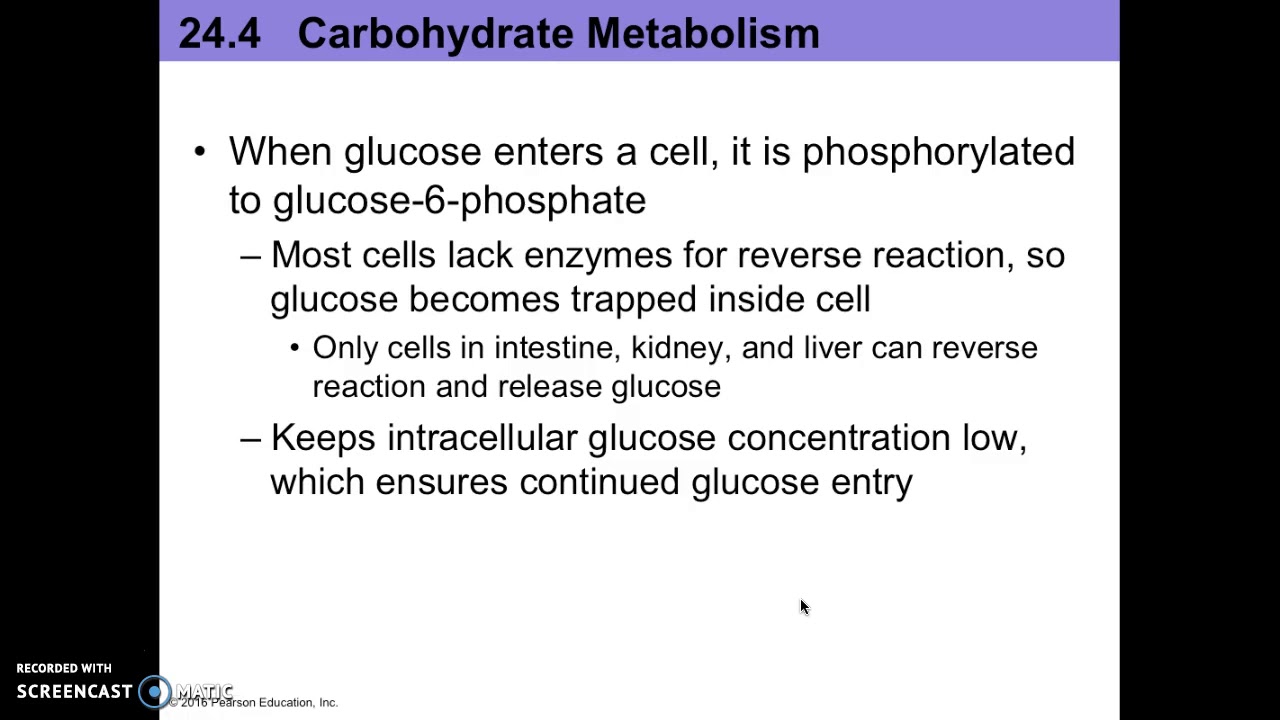 Ch 24 A Part 2 Metabolism intro, glycolysis - YouTube