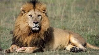 Un Dentista Estadounidense, El Asesino Del León Cecil