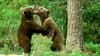 Baby brown bears are Seriously Cute! | Seven Worlds, One Planet | BBC Earth