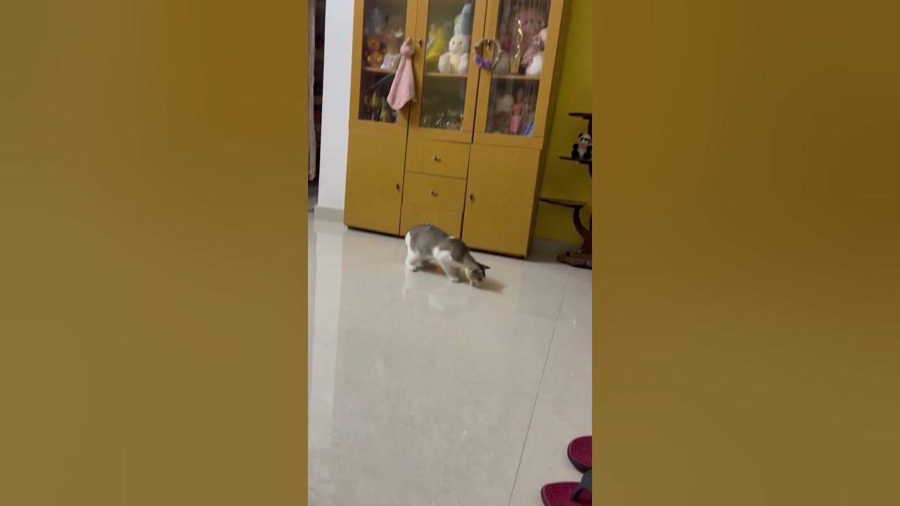 Cats Can Eat Anything This Is A Proof shorts youtubeshorts cats-can-eat-anything-this-is-a-proof-shorts-youtubeshorts