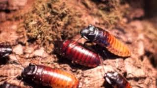 Facts About the Surprisingly Adorable Hissing Cockroaches by Animals & Pets 92 views 5 years ago 4 minutes, 39 seconds