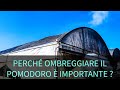 Ombreggiare il Pomodoro perché è molto importante per mantenere la qualità dei frutti