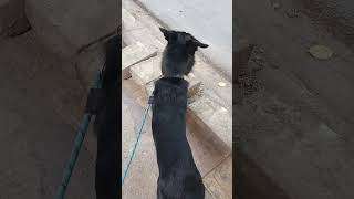 Charlie new dog training outdoor walking #dogtraining