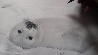 Comment Dessiner Un Bebe Phoque Debutant Youtube