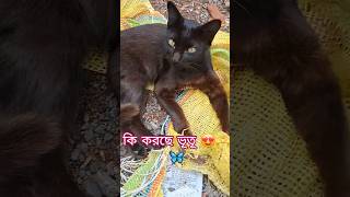 cat lovers 😍#shorts​ #shortsfeed​ #cat​ #catlovers​ #vr​ #yt​ #foryou​ #youtuber​ #youtubeshorts​