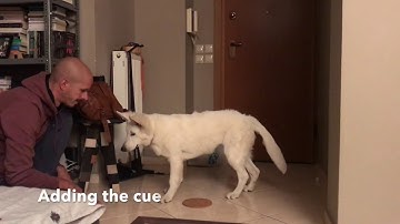 Paw Targeting, Adding the cue - Session 4 (clicker training Roxy, the Berger Blanc Suisse)