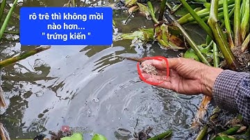 Câu cá,con kênh nhiều cá thác lác (video 44)@3ruong