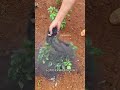 WoodAsh #VegetableGrowth #ChiliGrowth #VegetableGrowingTips
