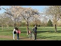 Spring Walk in Vienna Danube Park, Cherry Blossom Season | 4K HDR Dolby Vision | ASMR