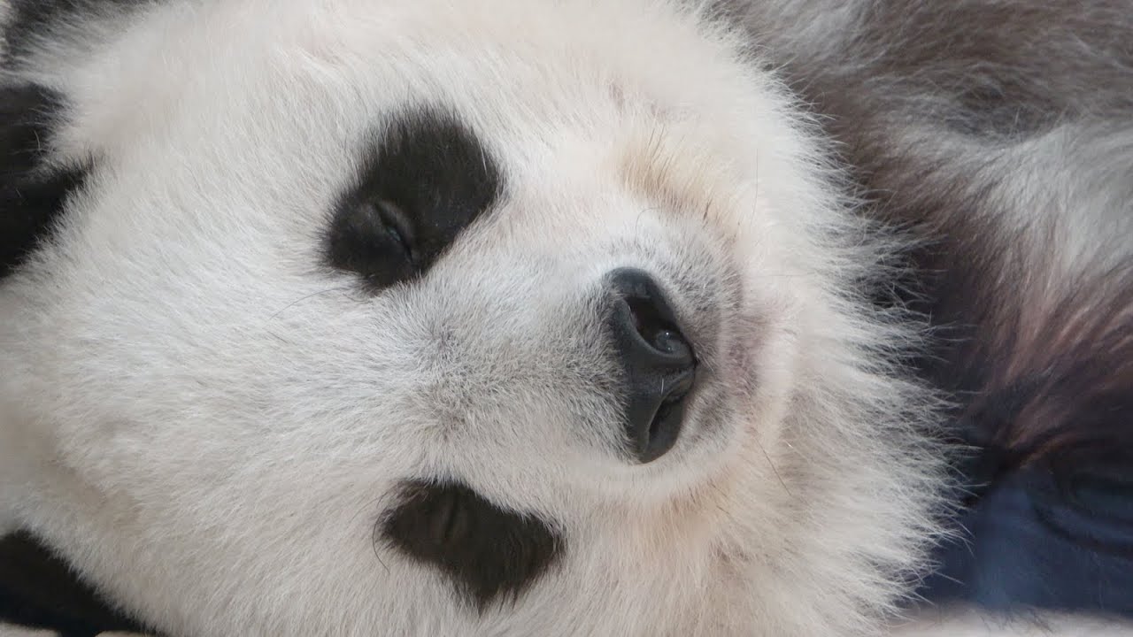ごろ寝も可愛いタンタン♥ 寝ているタンタンのお顔をドアップで