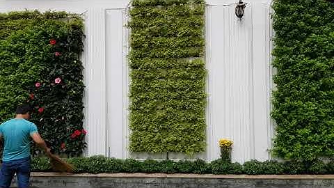 Thi Công Tường Xanh Đứng Nhà Phố Module Bồ Đào Nha tại biệt thự CEO Chị Phương Hằng 2018