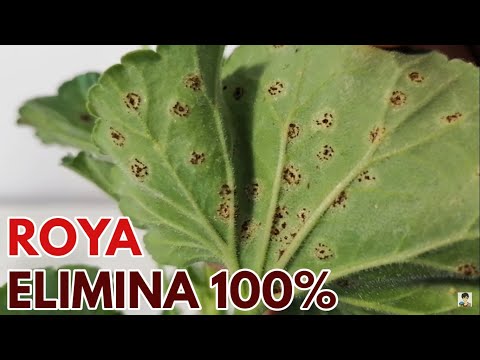 Видео: Geranium Botrytis Treatment – Борьба с фитофторозом растений герани