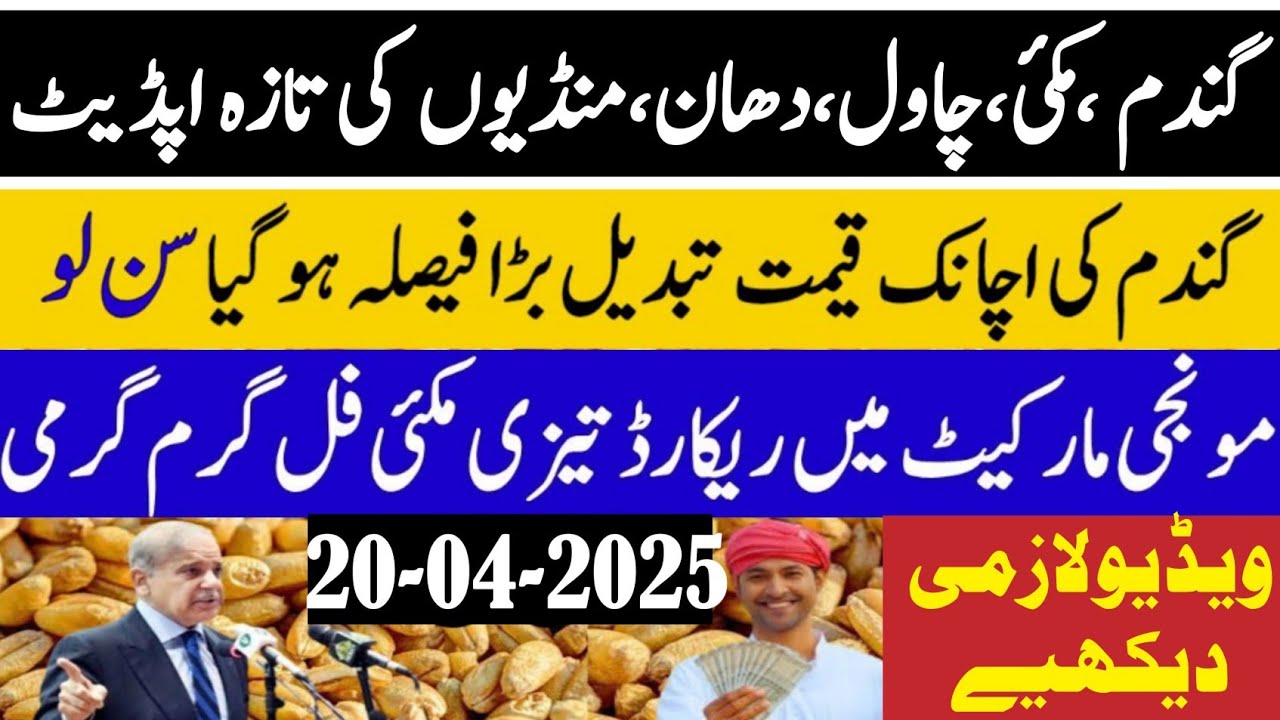 Today wheat price | punjab 2025/ گندم کا ریٹ| Makki munji ka rate today ...