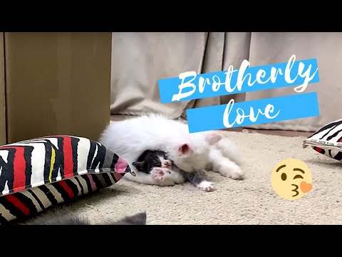 older-kitten-playing-around-with-younger-kitten-funny-cat-video