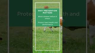 Healthy animals start with strong farm biosecurity