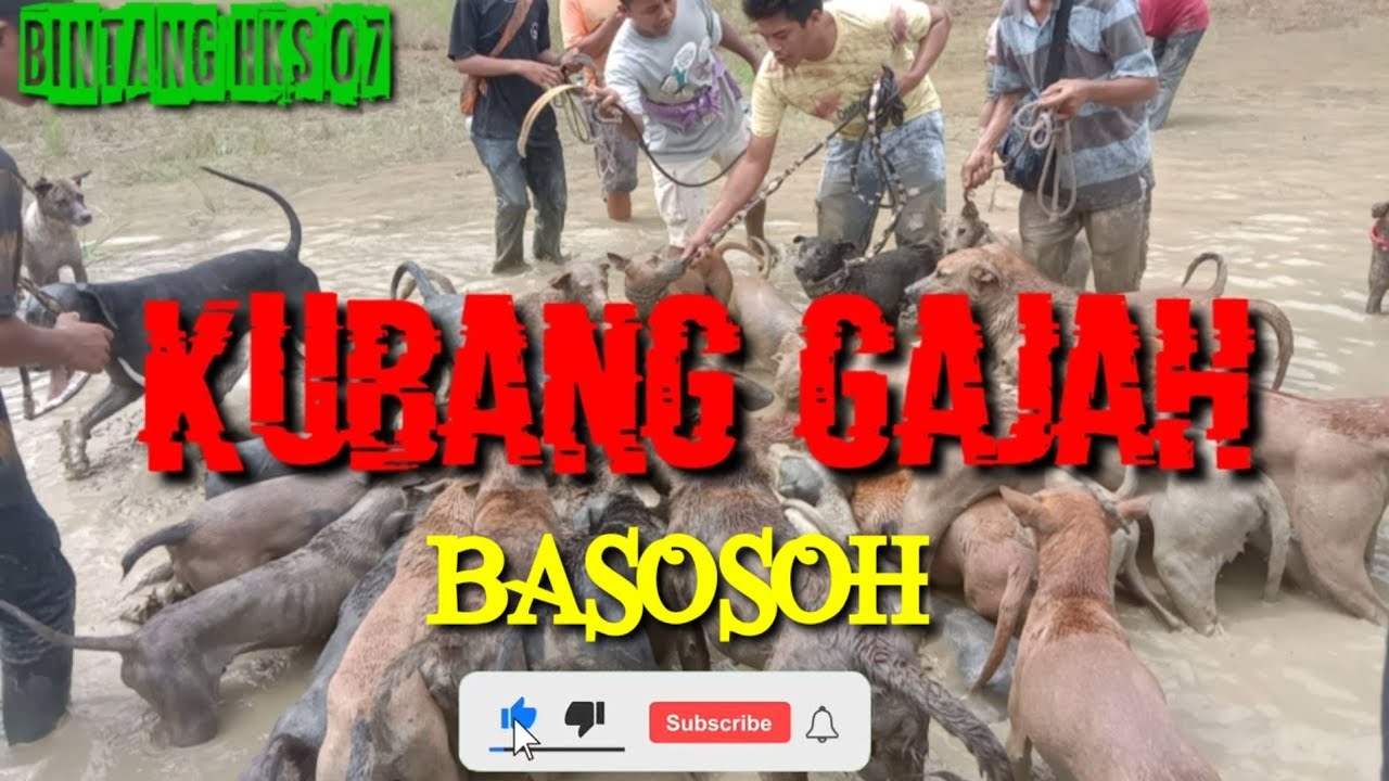 BURUAN RABU KUBANG GAJAH BASOSOH