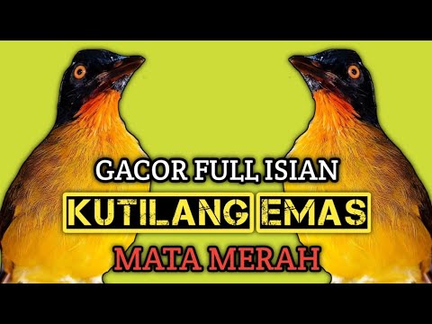 suara pikat kutilang emas ribut