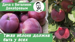 ТАКОЙ СОРТ ЯБЛОНИ ДОЛЖЕН БЫТЬ У ВСЕХ! ТАКОЙ СОРТ ЯБЛОНИ ДОЛЖЕН БЫТЬ У ВСЕХ!