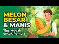 PANDUAN LENGKAP BUDIDAYA MELON AGAR BERBUAH BESAR DAN MANIS UNTUK PEMULA