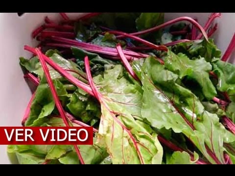 Video: ¿Son nutritivas las hojas de remolacha?