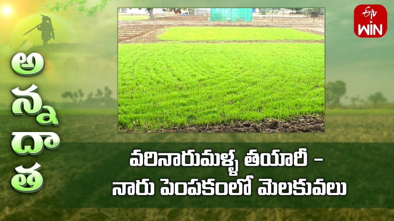Paddy nursery raising tips for kharif | ETV